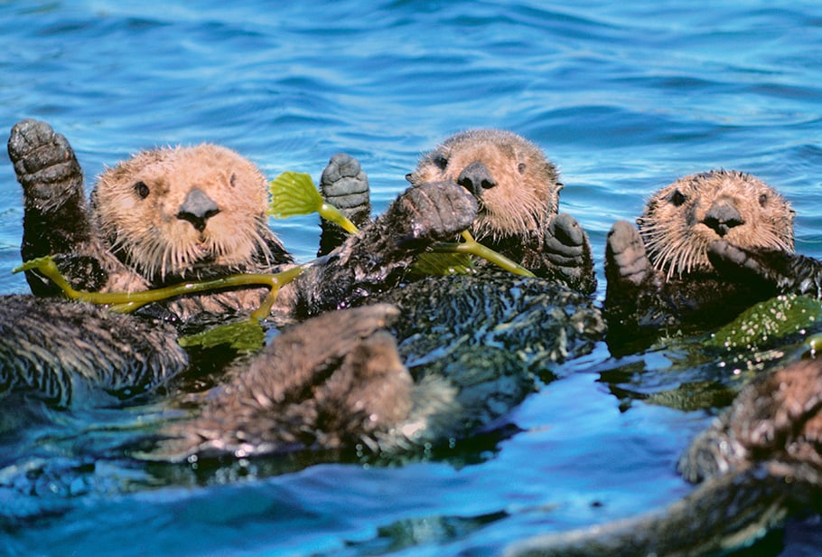 All About Sea Otters