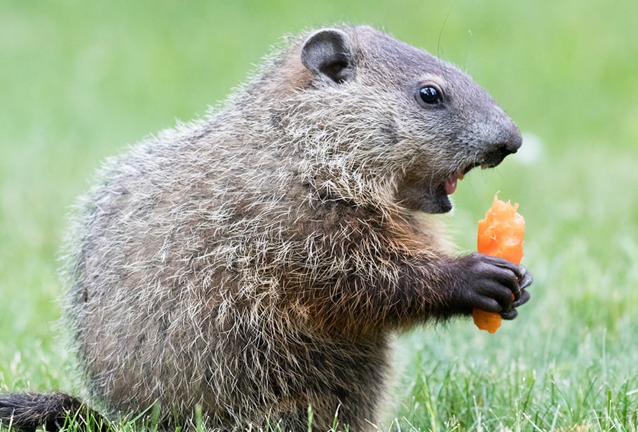 What Is a Groundhog?