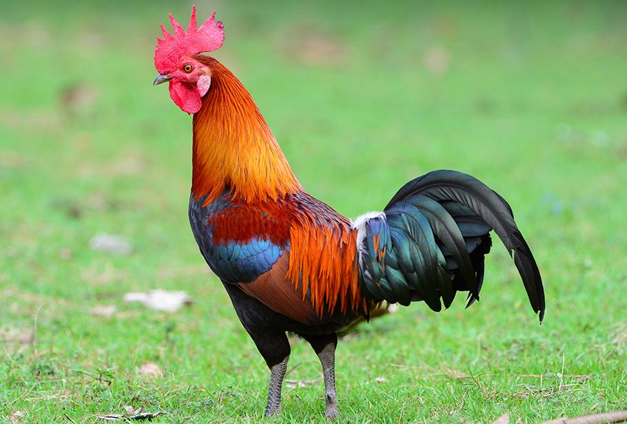 I'm a rooster. Click me!