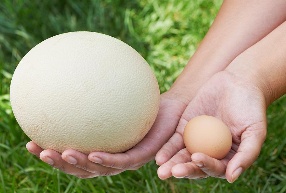 técnico Podrido Microbio El huevo más grande del mundo