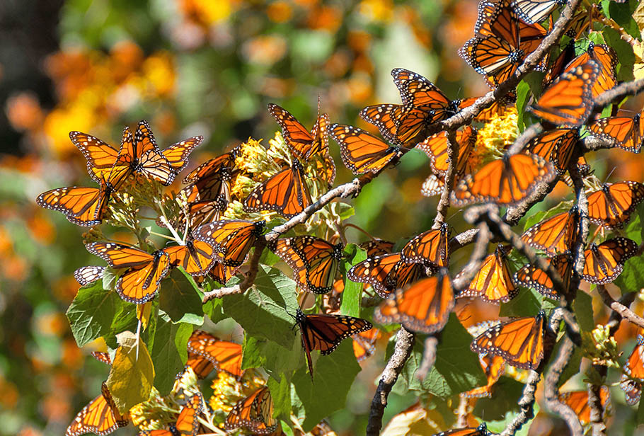 Monarch Butterfly Migration