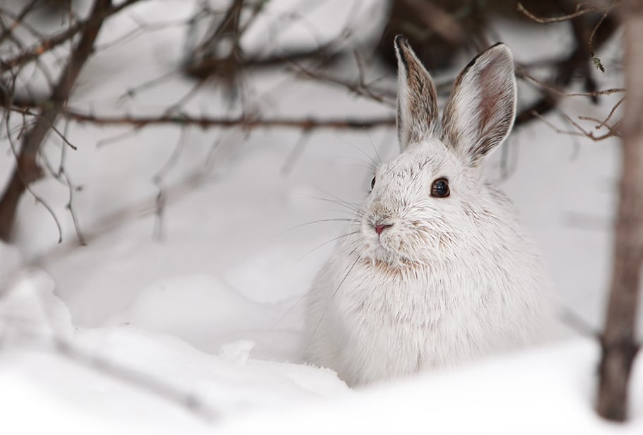 Cold Adapted Insects The Coolest Winter Adaptations