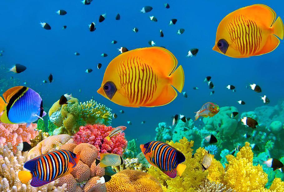 Let's Go to a Coral Reef