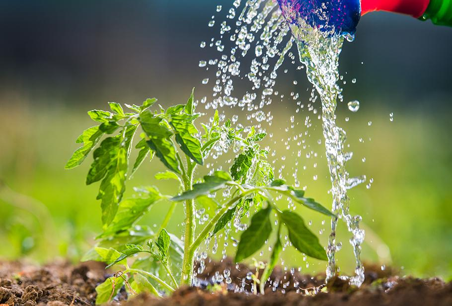 What Do Plants Need? What Do Plants Need?