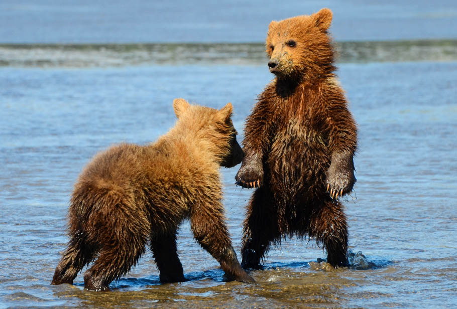 Dance Break: Bear Cubs