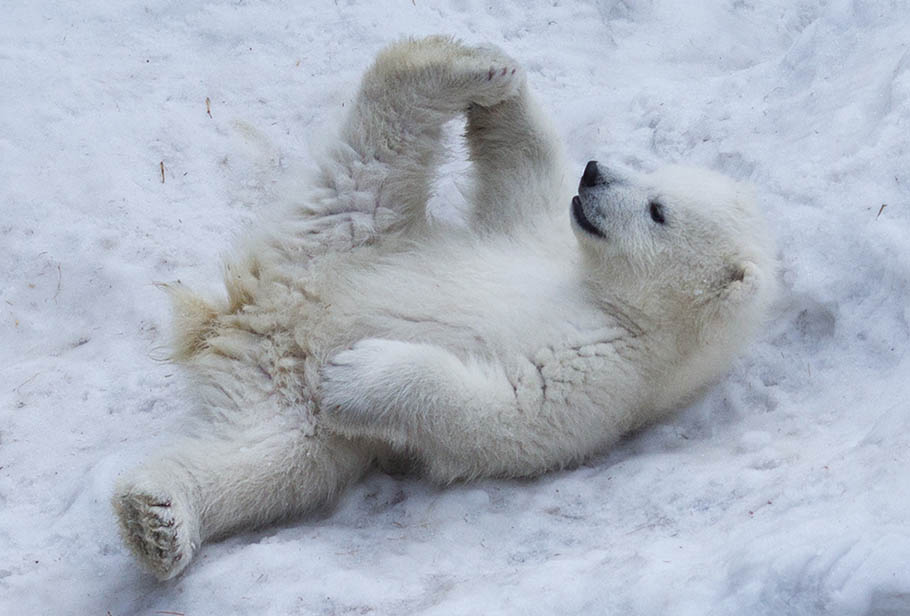 Dance Break Polar Bears