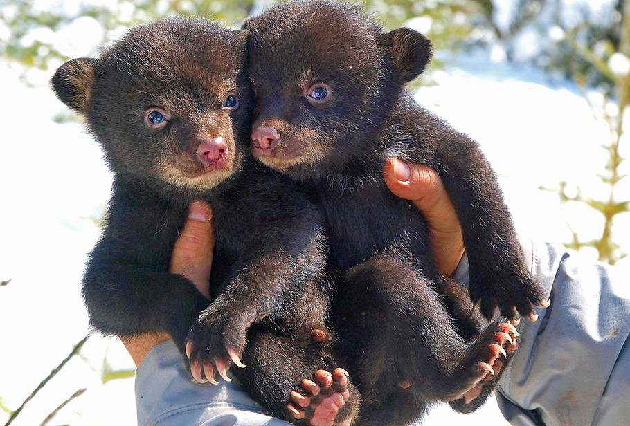 Bear Cub Checkup